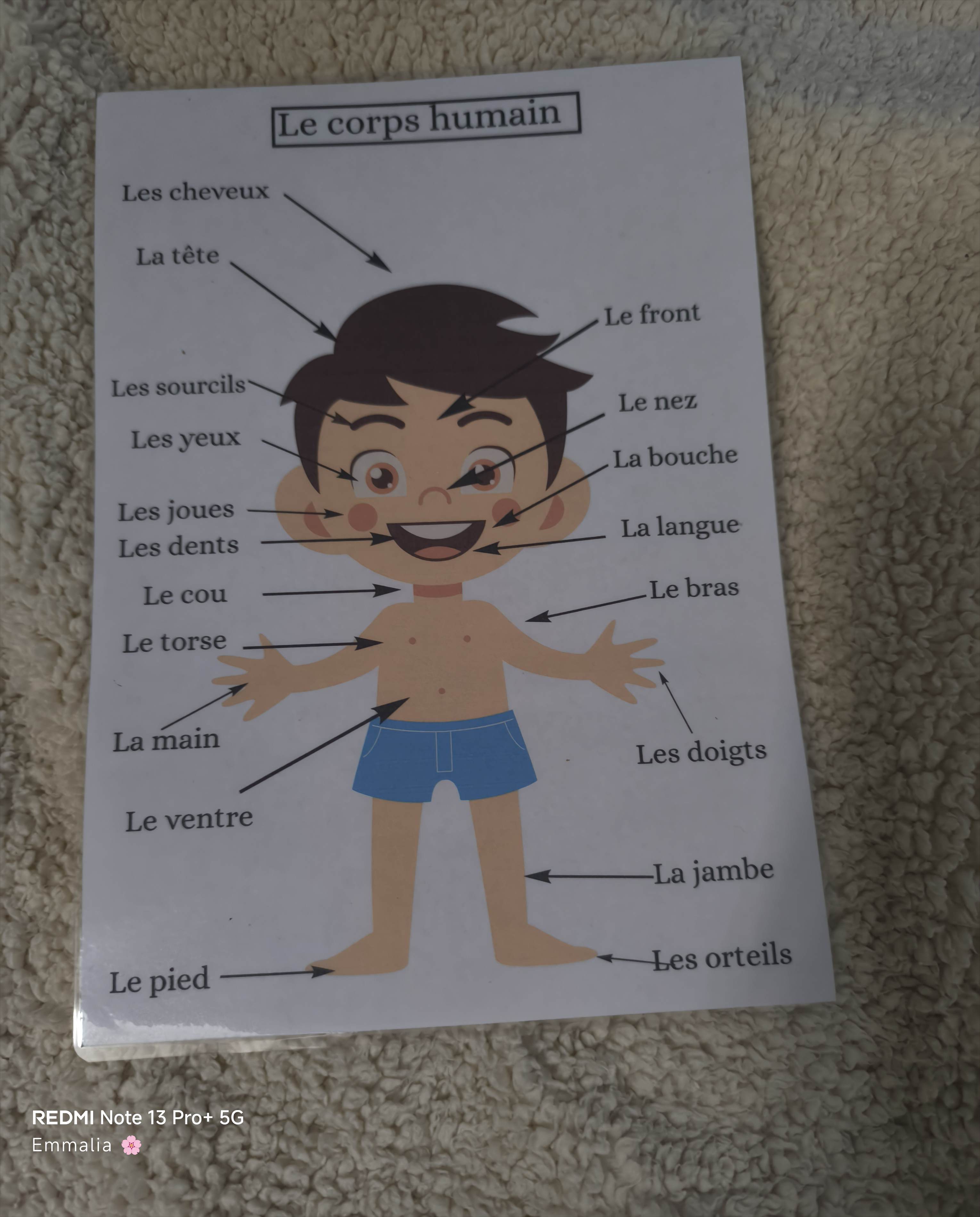 Le corps humain
